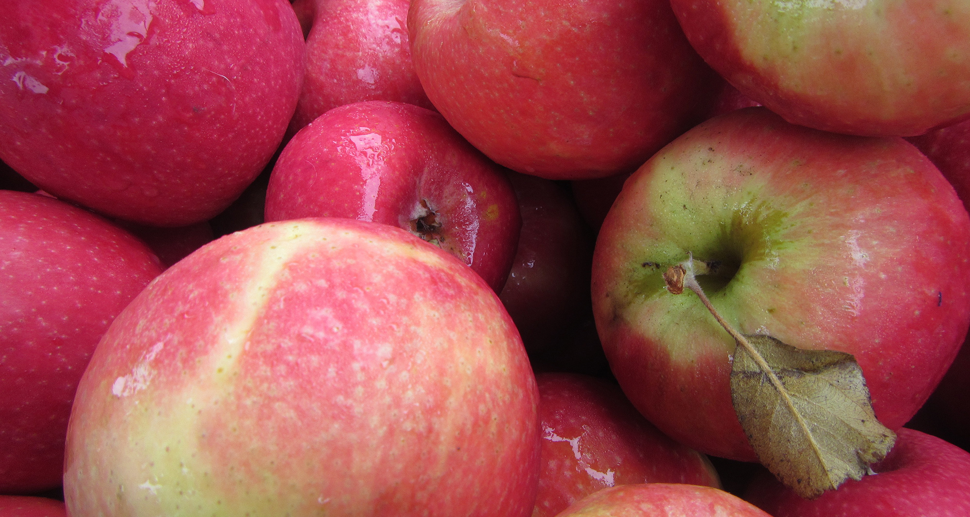 McMahon Apples - Certified Organic
