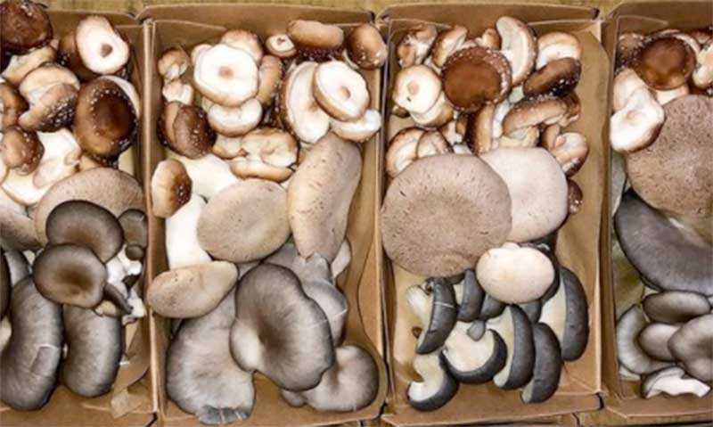 Byron-Gourmet-Mushrooms-Certified-Organic