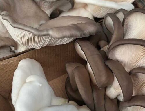 The Good Mushroom